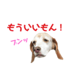 ビーグル犬 ヨーゼフ＆桃華（個別スタンプ：11）
