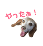 ビーグル犬 ヨーゼフ＆桃華（個別スタンプ：12）
