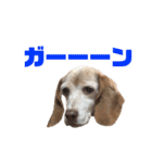 ビーグル犬 ヨーゼフ＆桃華（個別スタンプ：13）