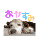ビーグル犬 ヨーゼフ＆桃華（個別スタンプ：14）