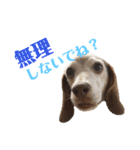 ビーグル犬 ヨーゼフ＆桃華（個別スタンプ：15）