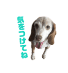 ビーグル犬 ヨーゼフ＆桃華（個別スタンプ：16）