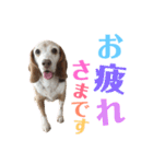 ビーグル犬 ヨーゼフ＆桃華（個別スタンプ：17）