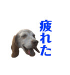 ビーグル犬 ヨーゼフ＆桃華（個別スタンプ：18）