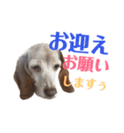 ビーグル犬 ヨーゼフ＆桃華（個別スタンプ：19）