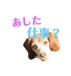 ビーグル犬 ヨーゼフ＆桃華（個別スタンプ：20）