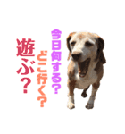 ビーグル犬 ヨーゼフ＆桃華（個別スタンプ：21）