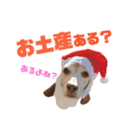 ビーグル犬 ヨーゼフ＆桃華（個別スタンプ：23）