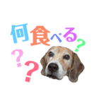 ビーグル犬 ヨーゼフ＆桃華（個別スタンプ：24）