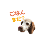 ビーグル犬 ヨーゼフ＆桃華（個別スタンプ：25）
