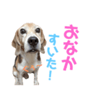 ビーグル犬 ヨーゼフ＆桃華（個別スタンプ：26）