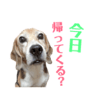 ビーグル犬 ヨーゼフ＆桃華（個別スタンプ：27）