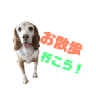 ビーグル犬 ヨーゼフ＆桃華（個別スタンプ：28）