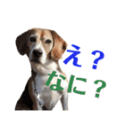 ビーグル犬 ヨーゼフ＆桃華（個別スタンプ：29）