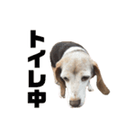 ビーグル犬 ヨーゼフ＆桃華（個別スタンプ：30）