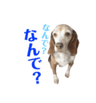 ビーグル犬 ヨーゼフ＆桃華（個別スタンプ：31）