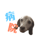 ビーグル犬 ヨーゼフ＆桃華（個別スタンプ：32）