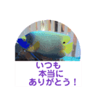 天使のうさぎのご挨拶2（個別スタンプ：16）