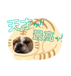 ぶるぶるぶるどっぐ（個別スタンプ：13）