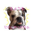 ぶるぶるぶるどっぐ（個別スタンプ：16）