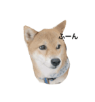 シバキチ日記(柴犬8歳)（個別スタンプ：1）