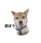 シバキチ日記(柴犬8歳)（個別スタンプ：2）