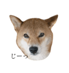 シバキチ日記(柴犬8歳)（個別スタンプ：4）