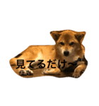 シバキチ日記(柴犬8歳)（個別スタンプ：5）