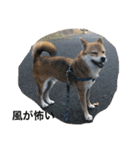 シバキチ日記(柴犬8歳)（個別スタンプ：6）