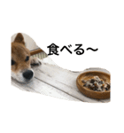 シバキチ日記(柴犬8歳)（個別スタンプ：7）