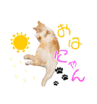 まるの日常〜猫好きのためのスタンプ〜（個別スタンプ：1）