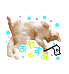 まるの日常〜猫好きのためのスタンプ〜（個別スタンプ：2）