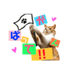 まるの日常〜猫好きのためのスタンプ〜（個別スタンプ：3）