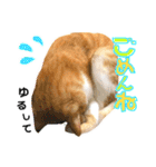 まるの日常〜猫好きのためのスタンプ〜（個別スタンプ：4）
