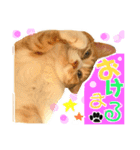 まるの日常〜猫好きのためのスタンプ〜（個別スタンプ：5）