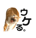 まるの日常〜猫好きのためのスタンプ〜（個別スタンプ：6）