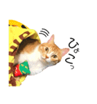 まるの日常〜猫好きのためのスタンプ〜（個別スタンプ：8）