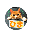 まるの日常〜猫好きのためのスタンプ〜（個別スタンプ：10）