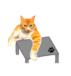 まるの日常〜猫好きのためのスタンプ〜（個別スタンプ：11）