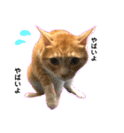 まるの日常〜猫好きのためのスタンプ〜（個別スタンプ：12）