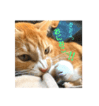 まるの日常〜猫好きのためのスタンプ〜（個別スタンプ：14）