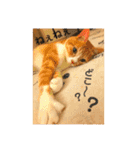 まるの日常〜猫好きのためのスタンプ〜（個別スタンプ：15）
