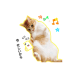 まるの日常〜猫好きのためのスタンプ〜（個別スタンプ：16）