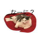 うし猫ちゃん。（個別スタンプ：1）