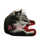 うし猫ちゃん。（個別スタンプ：2）