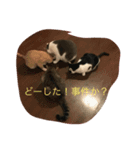 うし猫ちゃん。（個別スタンプ：3）