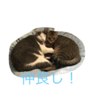 うし猫ちゃん。（個別スタンプ：5）