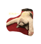 うし猫ちゃん。（個別スタンプ：7）