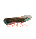 うし猫ちゃん。（個別スタンプ：8）