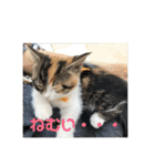 みけ猫マンチカン・ルルの日常（個別スタンプ：3）